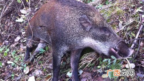 养殖钢丝网围栏 野猪养殖要用围栏吗