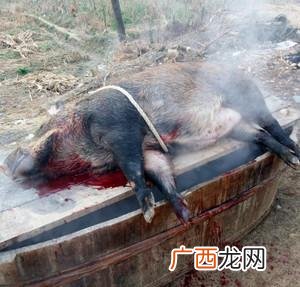 养殖钢丝网围栏 野猪养殖要用围栏吗