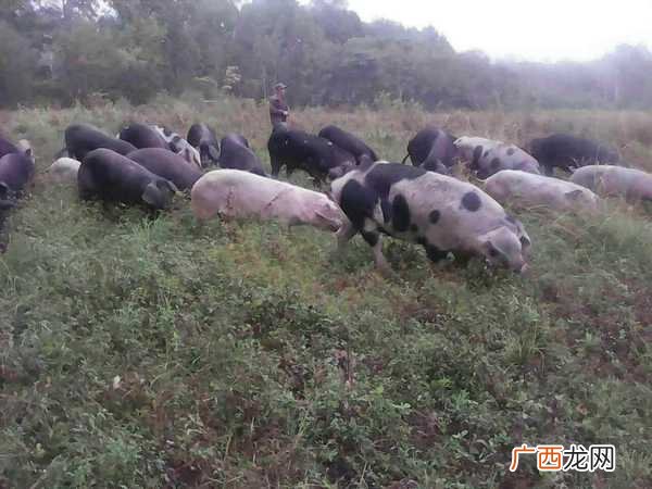 养殖钢丝网围栏 野猪养殖要用围栏吗