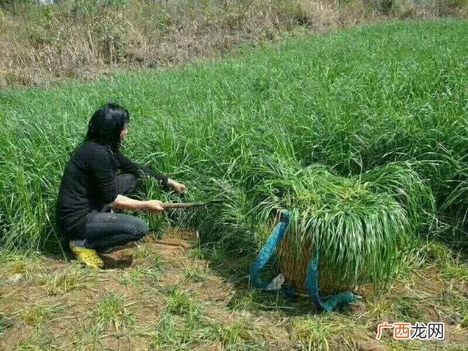 最好用的种子搜索器 有什么种子好养殖