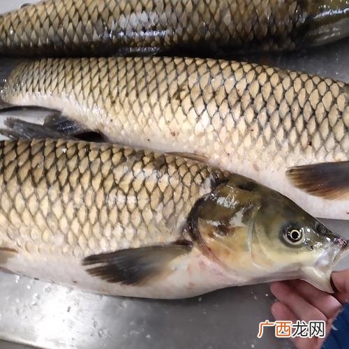 观赏鱼养殖 鱼类养殖行业特点
