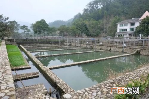 观赏鱼养殖 鱼类养殖行业特点