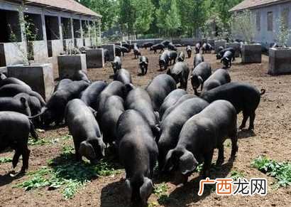 豪猪养殖 云南昆明黑猪养殖场