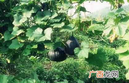 王妈少是什么梗 王妈少是什么原因