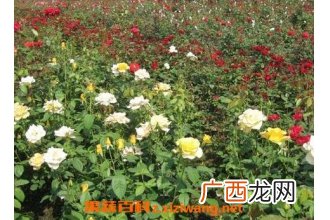 无刺玫瑰花怎么种植