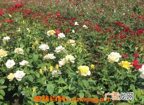 无刺玫瑰花怎么种植