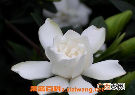 栀子花怎么养好 栀子花的养殖方法和技巧