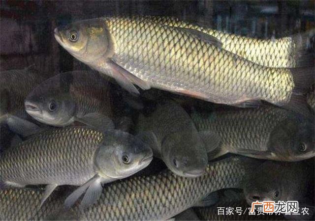 草鱼养殖周期 怎样养殖草鱼水花技术