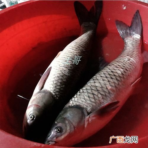 跟小草鱼很像叫什么鱼 怎样鱼养殖小草鱼