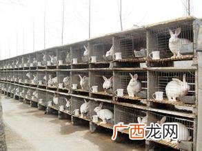 附近的养兔子厂在哪里 浙江金华野兔养殖厂
