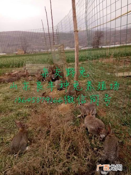 附近的养兔子厂在哪里 浙江金华野兔养殖厂