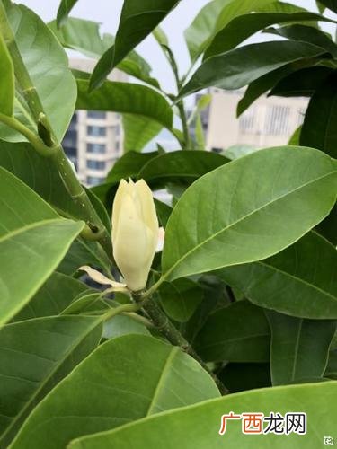 悠琴香花怎么养殖 知之花的养殖方法