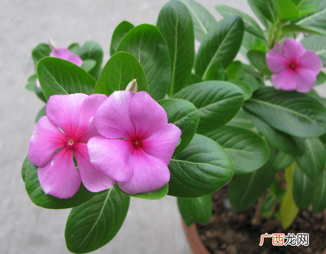 悠琴香花怎么养殖 知之花的养殖方法
