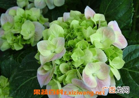 绣球花的养殖方法与注意事项