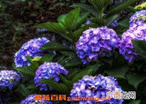 绣球花的养殖方法与注意事项