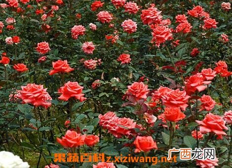 玫瑰花的种植方法和种植技术