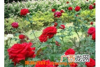 玫瑰花的种植方法和种植技术