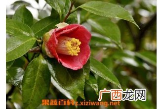 茶花的养殖方法 养殖茶花的注意事项