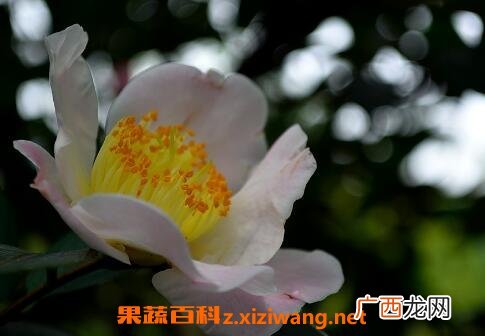 茶花的养殖方法 养殖茶花的注意事项