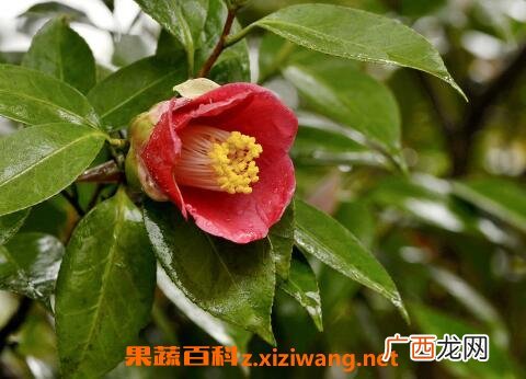茶花的养殖方法 养殖茶花的注意事项
