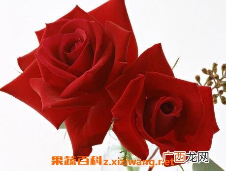 乌丹玫瑰花与普通玫瑰的区别