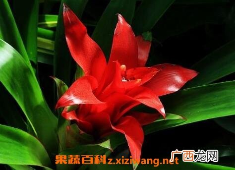 凤梨花的养殖方法 凤梨花怎么养好