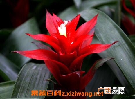 凤梨花的养殖方法 凤梨花怎么养好