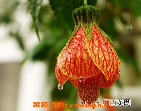 毛灯笼花的养殖方法和注意事项