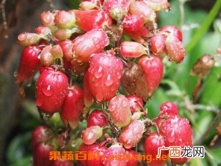 毛灯笼花的养殖方法和注意事项
