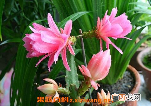 令箭荷花的养殖方法和注意事项