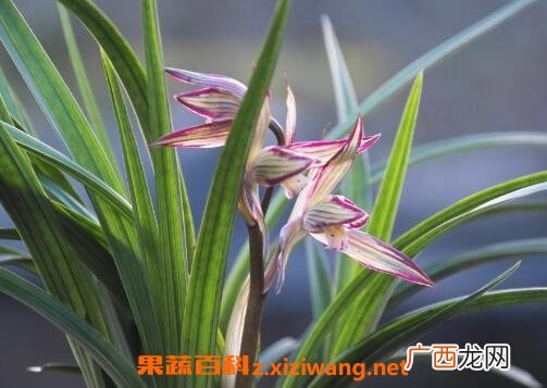 兰花的养殖方法和注意事项