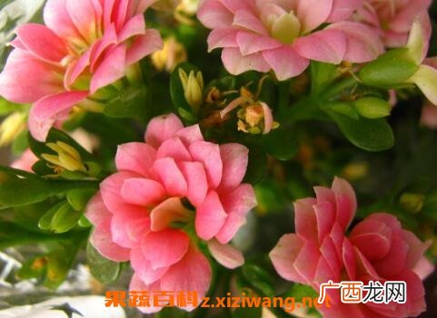 长寿花如何养殖 长寿花的养殖方法和注意事项