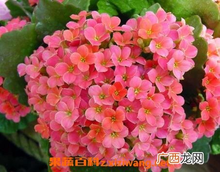 长寿花如何养殖 长寿花的养殖方法和注意事项