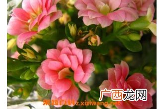 长寿花如何养殖 长寿花的养殖方法和注意事项