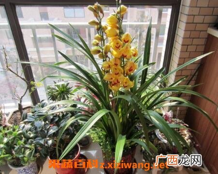 大花蕙兰的养殖方法和注意事项