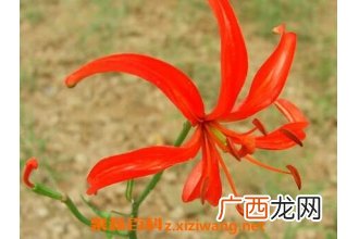 山丹丹花的养殖方法和注意事项