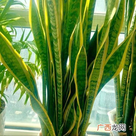 短叶虎尾兰的养殖方法和注意事项 扁叶虎尾兰养殖方法