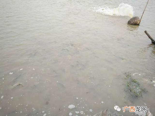 甲醛在水产养殖的应用 茶麸在水产养殖的应用