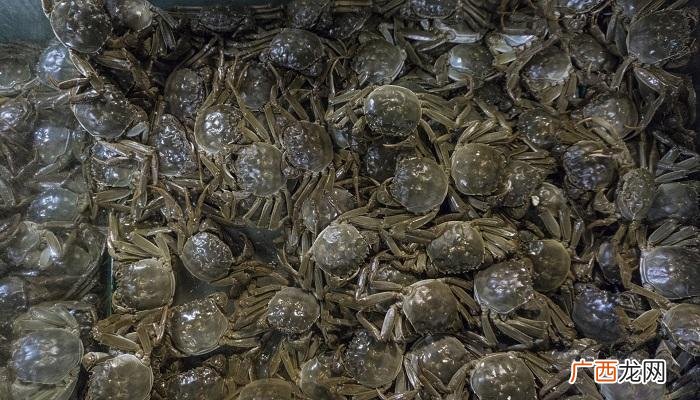 大闸蟹的网箱养殖技术 大闸蟹盒子养殖视频