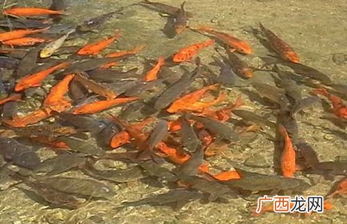 室内养淡水鱼技术大全 淡水鱼类养殖技术
