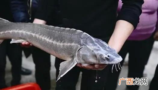 现在养什么鱼最赚钱 东北养殖什么鱼最赚钱