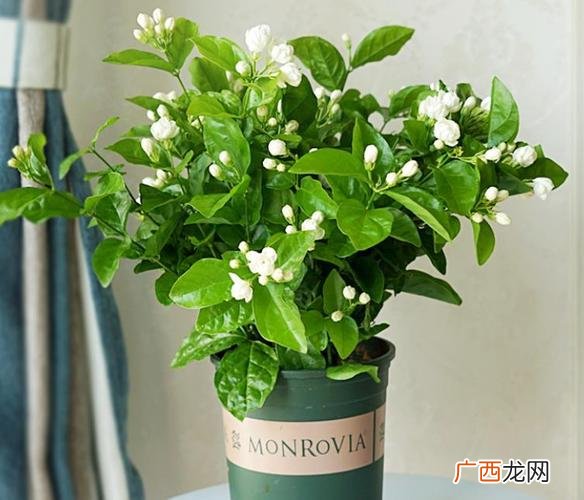 各种花卉的养护以及种植 各种花的养殖