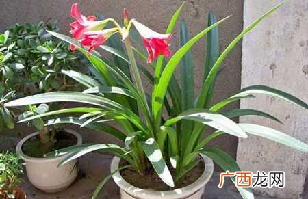 各种花卉的养护以及种植 各种花的养殖