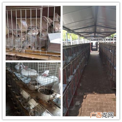 家禽养殖 广东哪里有养殖市场