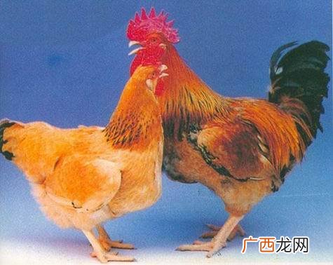 家禽养殖 广东哪里有养殖市场