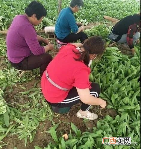 身无分文最快赚钱方法 农村不起眼的暴利小生意