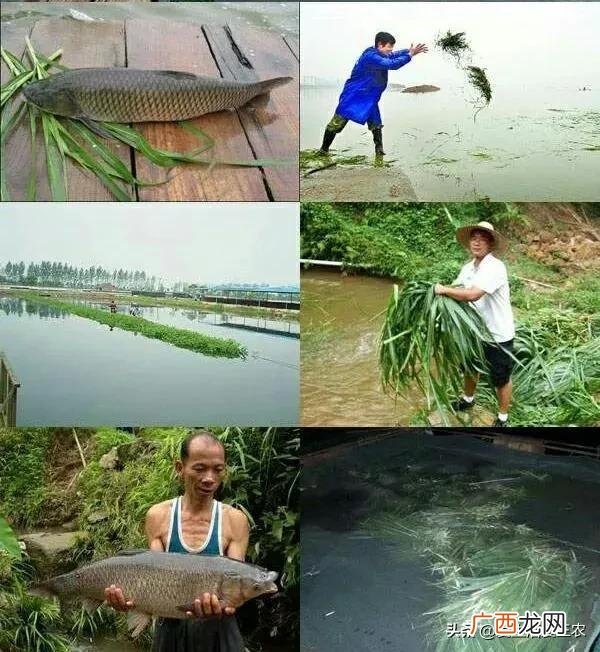 身无分文最快赚钱方法 农村不起眼的暴利小生意