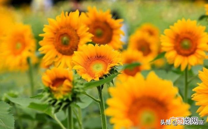 适合喝酒发的高逼格朋友圈 关于喝酒的说说