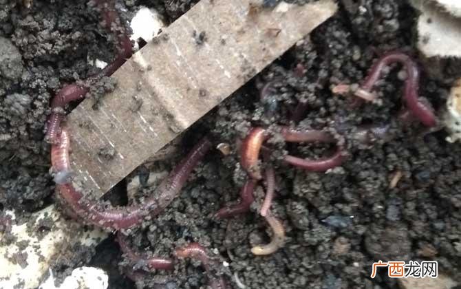 牛粪养殖蚯蚓技术视频 国外蚯蚓养殖视频