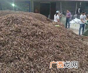 牛粪养殖蚯蚓技术视频 国外蚯蚓养殖视频